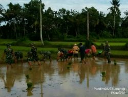 Petani Merasa Terbantu Babinsa Koramil Manding Sejak Dilibatkannya TNI Tanam Padi