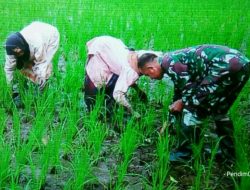 Jaga Kesuburan Tanaman Padi, Babinsa Ramil 0827/14 Batang-batang Bantu Petani