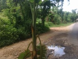 Sering Makan Korban, Warga Kebunan Kompak Tanam Pisang Ditengah Jalan PU Yang Berlubang