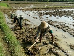 Babinsa Serka Soleh Koramil Kota, Bantu Teknik Pengolahan Lahan