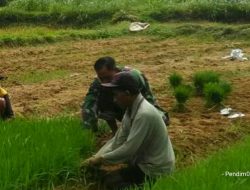 Babinsa Koramil 13/Rubaru Bantu Petani Mempercepat Penanaman Padi