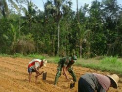 Babinsa Rubaru Rutinitas Bantu Petani Siapkan Lahan tanam Holtikultura