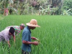 Babinsa 0827/09 Pragaan Bantu Melakukan Perawatan Padi