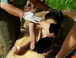 Pencari Cumi – Cumi Ditemukan Sudah Tidak Bernyawa Dengan Luka Sobek