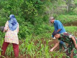 Semangat Mewujudkan Ketahanan Pangan, Babinsa Pasongsonga Bantu Petani