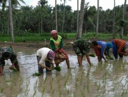 Babinsa Bluto Dukungan Penuh Mewujudkan Ketahan Pangan