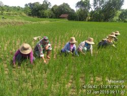 Wujudkan Pangan, Babinsa Ramil 0827/03 Desa Gunung Kembar Bantu Pemupukan Tanaman Padi