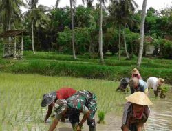 Lihat!!.. Babinsa Ramil Bluto Turun Langsung ke Sawah Bantu Tanam Padi