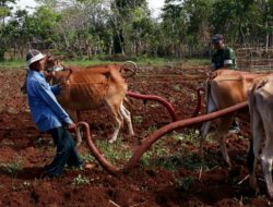 Babinsa Ramil Sapudi Bantu Warga Mengolah Tanah Dengan Sistem Tradisional