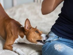 Warga Desa Aeng Tong-Tong Diresahkan Munculnya Anjing Bersama Orang Misterius