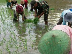 Babinsa Koramil 0827/01 Kota Turun Ke Sawah Bantu Petani Tanam Padi