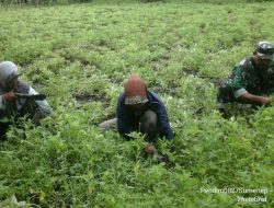 Serda M. Yani Bersihkan Rumput Disela-sela tanaman Kacang Tanah
