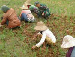 Babinsa Rubaru Meningkatkan Nilai Kebersamaan Melalui Pendampingan Pertanian