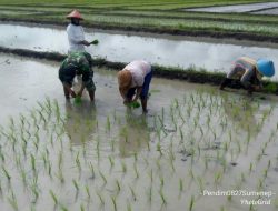 Tingkatkan Luas Tambah Tanam, Babinsa 0827/19 Sapeken Dampingi Tanam Padi