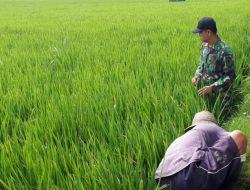 Danramil Pragaan Kapten Inf Ahmad Moher Perintahkan Anggota Cek Tanaman Padi