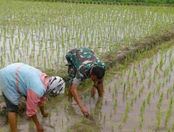 Kebersamaan Babinsa 0827/04 Bluto, Wujudkan Swasembada Pangan