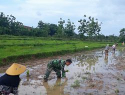 Danramil Sapeken Instruksikan Seluruh Babinsa Turun ke Sawah