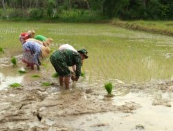 Tingkatkan Pendampingan, Babinsa Dungkek Bantu Tanam Padi di Desa Lapa Laok