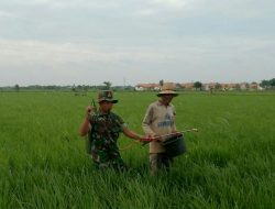 Atasi Gangguan Hama, Babinsa Ramil Kalianget Bantu Lakukan Penyemprotan Padi