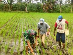 Sinergitas Bersama Petani Wujudkan Ketahanan Panagan