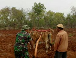 Petani Kepulauan Sapudi Masih Gunakan Alat Bajak Tradisional untuk Persiapan Lahan