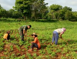 Babinsa 0827/12 Dasuk Beri Motivasi Kepada Petani Kacang Tanah