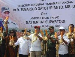 Dirjen Tanaman Pangan RI Hadir Panen Raya Jagung Hibrida di Sumenep