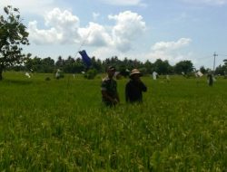 Kepedulian Babinsa Koramil 0827/17 Dungkek Terhadap Petani Padi