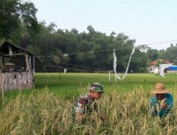 Koptu Karmawan Bantu Petani Pengecekan Tanaman Padi dan Menghalau Burung