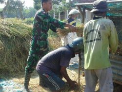 Babinsa Koramil Ganding Tak Kenal Lelah Membantu Petani Memanen Padi