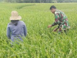 Demi Hasil Panen Yang Melimpah, Babinsa Bantu Petani Halau Burung