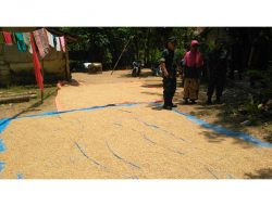 Kasdim Cek Penjemuran Gabah Milik Warga Binaan Ramil 0827/03 Manding