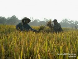 Sertu Ainul Wafa Babinsa Ramil 0827/19 Sapeken Bantu Poktan “Saor II” Panen Padi