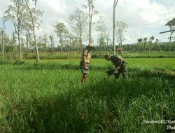 Pendampingan Pemupukan Kepada Petani Wujud Nyata Untuk Meningkatkan Swasembada Pangan
