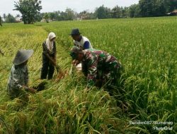 Anggota Koramil 05/Lenteng Dampingi Petani Cek Tanaman Padi