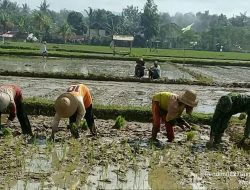 Babinsa Banaresep Timur Turun Sawah Bantu Warga Tanam Padi