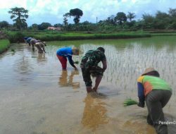 Sambangi Petani, Babinsa Rajun Koramil 0827/11 Pasongsongan Bantu Tanam Padi
