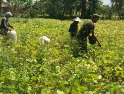 Babinsa Kodim Sumenep, Bersama Petani Memanen Kacang Hijau