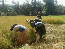 Serka Suwoko Bantu Warga Pasca Panen Padi