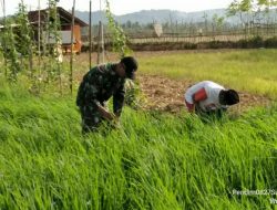 Penyiangan Padi Poktan “Anugrah” Kepulauan Kangean Didampingi Babinsa