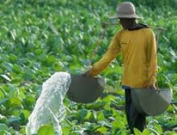 Petani Tembakau Juga Membantu Pembangunan Kota Gerbang Salam