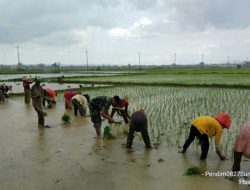 Berbaur Dengan Petani, Sertu Budi Harsono Ikut Tanam Padi di Sawah