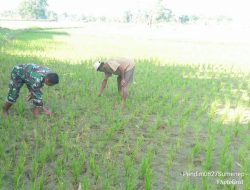 Mewujudkan Swapang Srt Erfan Bersama Petani  Bersihkan Gulma