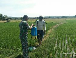 Atasi Gangguan Hama, Babinsa Torbeng Bantu Lakukan Penyemprotan Padi