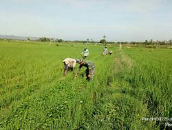 Jaga Kesuburan Tanaman Padi Babinsa Bersama Petani Cabuti Gulma