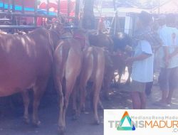 Menjelang Ramadhan Pemanfaatan RPH di Kecamatan Belum Maksimal