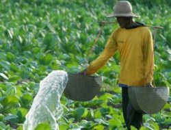 IPTI Sumenep Tekankan Pemerintah dan DPRD Ikut Awasi Harga Tembakau