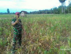 Babinsa Koramil 17/Dungkek Cek dan Monitoring Tanaman Jagung Yang Kekeringan