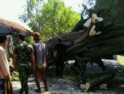 Babinsa Alasmalang, Bersama Warga Gotong Royong Evakuasi Pohon Tumbang