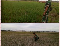 Belasan Hektare Sawah Kekeringan, Koramil 02/Kalianget Berikan Solusi Kepada Petani
